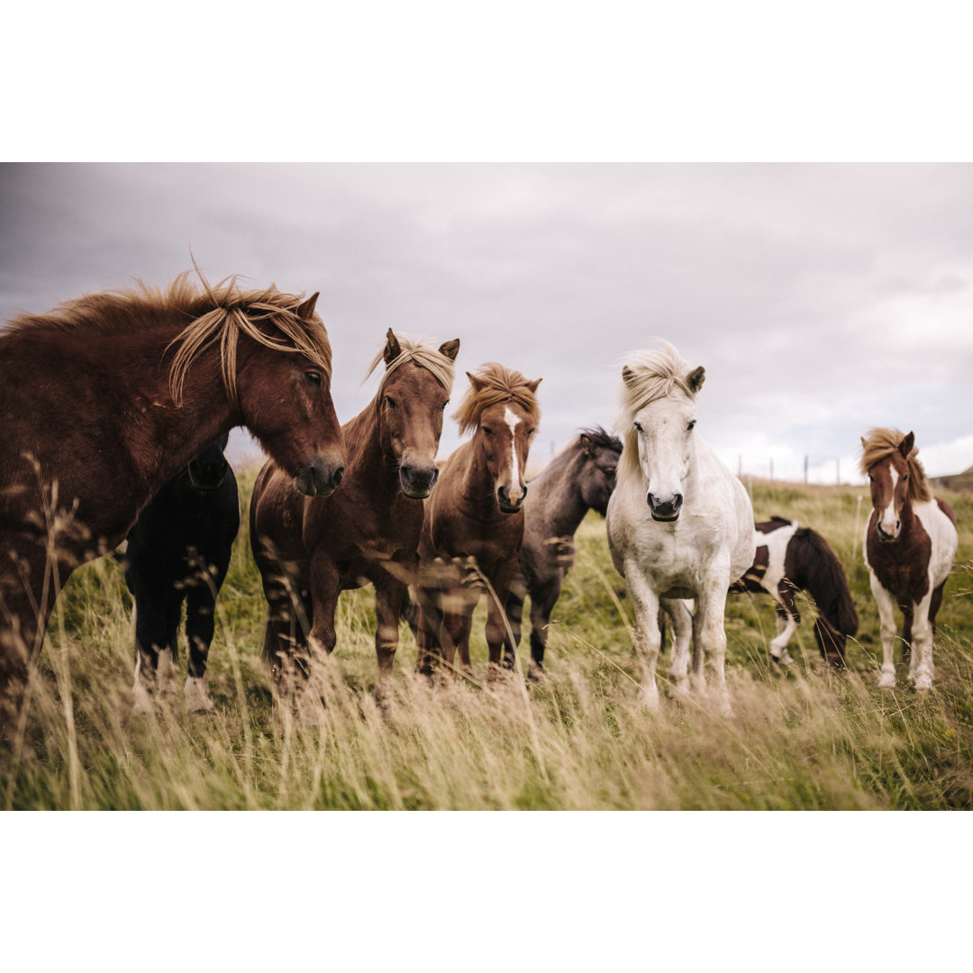 Isländische Ponys von Urbancow - Druck