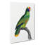 Amazon Parrot by F. Levaillant - Wrapped Canvas Print-55323882