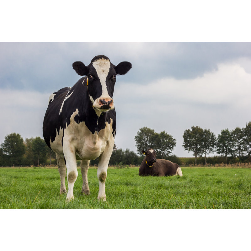 Walthourville, vache hollandaise dans un pré, H 32 po x l 48 po