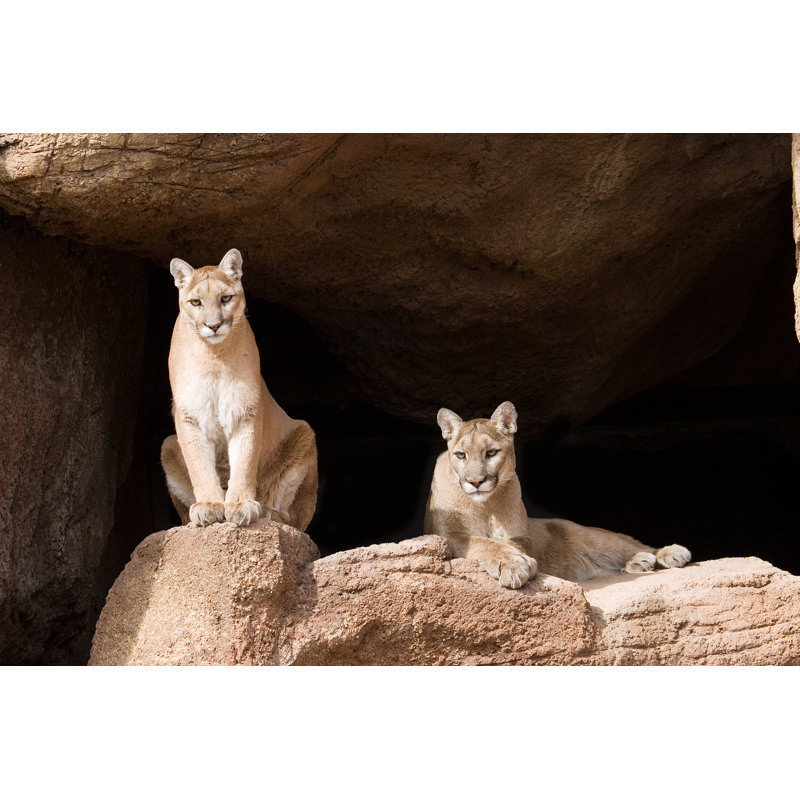 Mountain Lions by Jiwhite - No Frame Print on Canvas, 61cm H x 91cm W