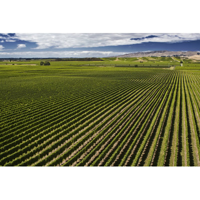 Marlborough Vineyard 1 Piece Wrapped Canvas Wall Art