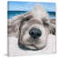 «Relaxing Dog» par Parvez Taj, reproduction d'art sur toile tendue-1672748279