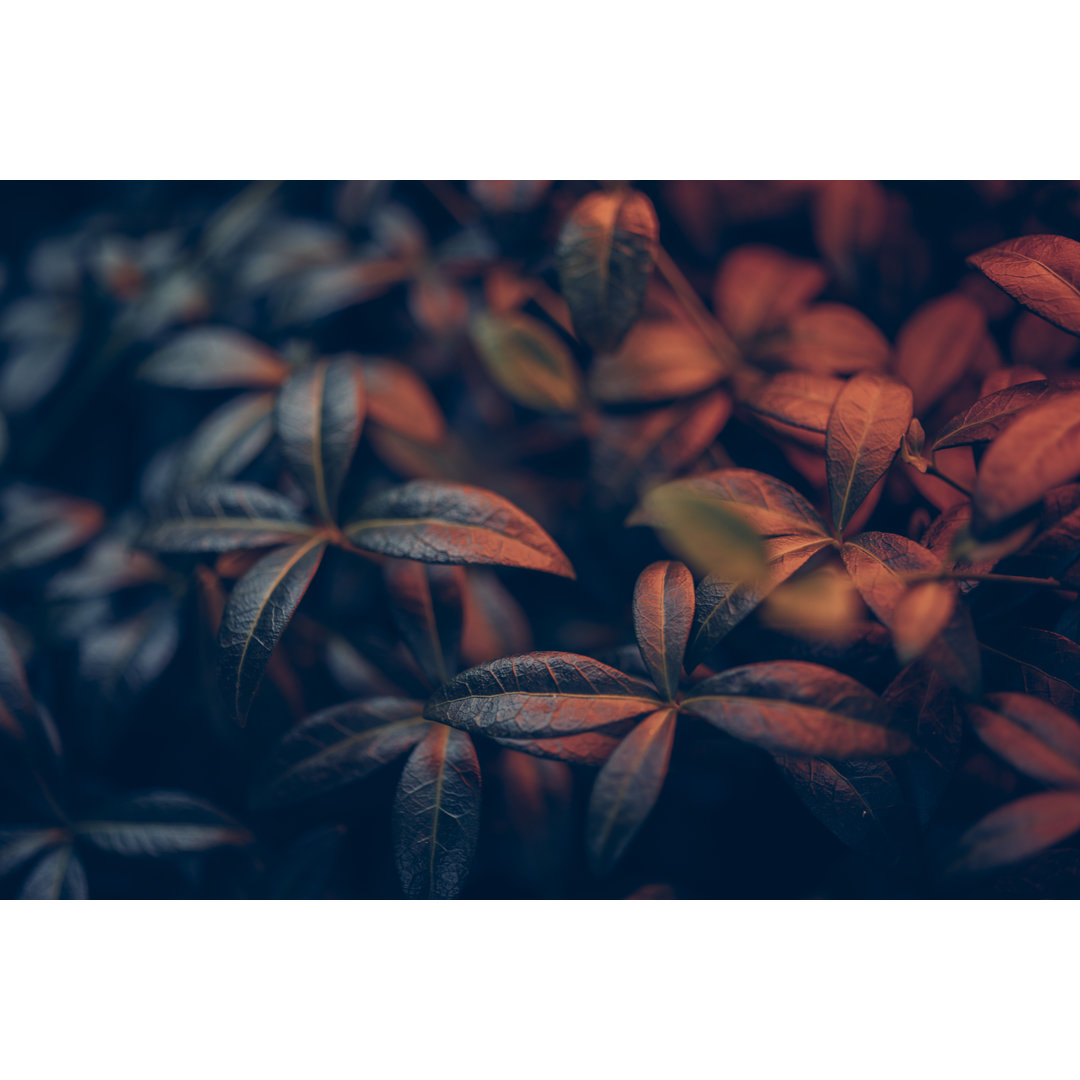 Colorful Night Leafs von Erika Parfenova - Druck