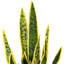 Faux Snake Plant in Cement Pot