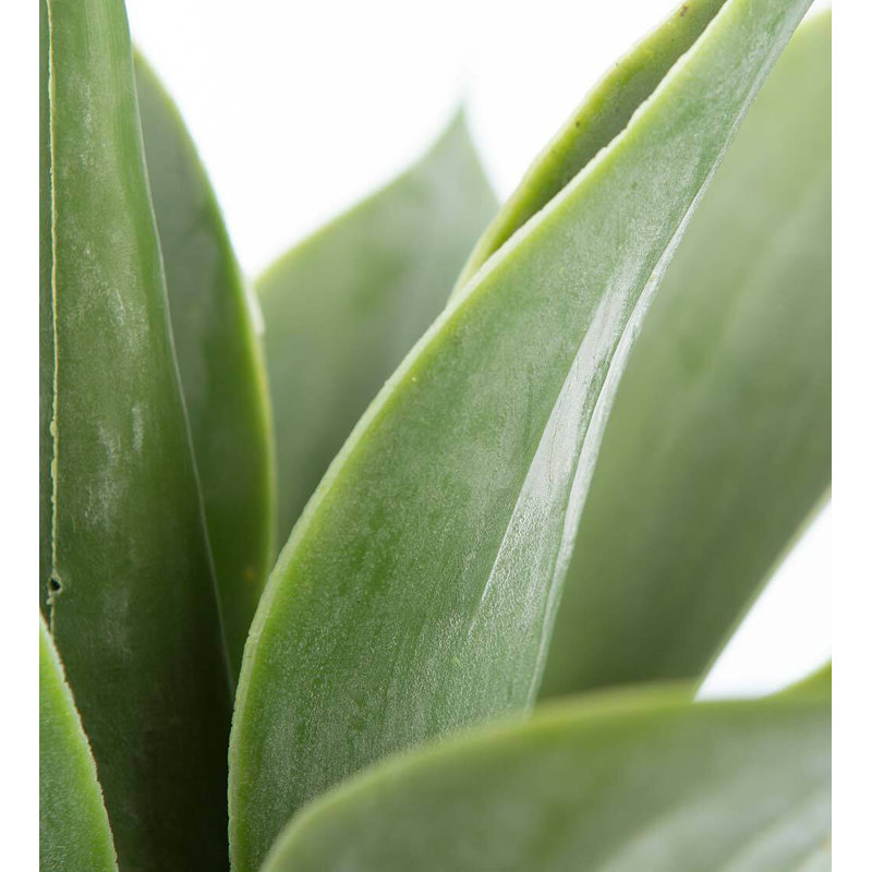 14'' Faux Succulent Plant
