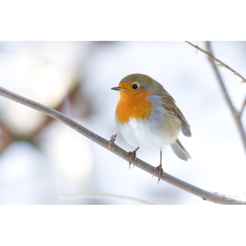Winter Robin by Andrew_Howe - Wrapped Canvas Print, 20cm H x 30cm W x 3.8cm D
