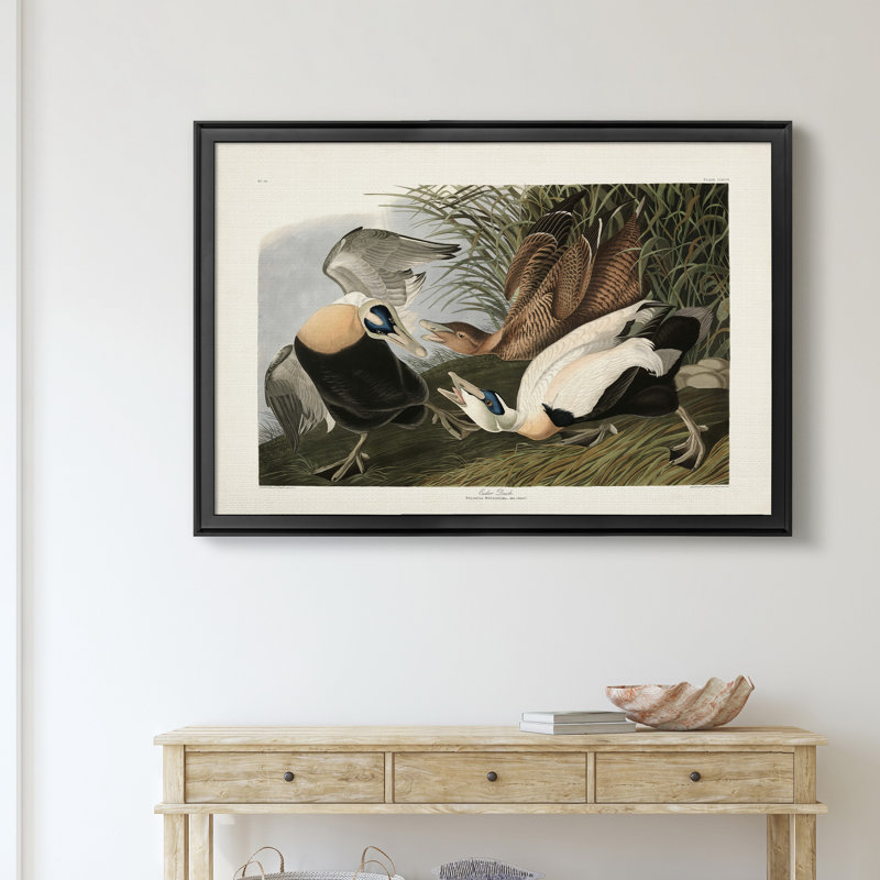 Eider Duck - Reproduction de photo sur toile, H 22,5 po x l 30,5 po x P 1,5 po, Noir
