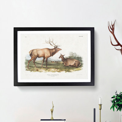 American Elks by J.W. Audubon - Single Picture Frame Painting