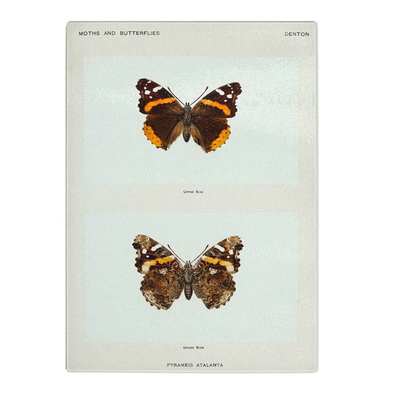 Tempered Glass Admiral Butterfly by S.F. Denton Chopping Board, 28.5 cm W x 39 cm L