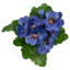 Tige de marguerite