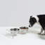 Clear Elevated Feeder with Silver Bowls-1020605304