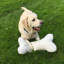 Coussin Bone Pet-30047982-12373441