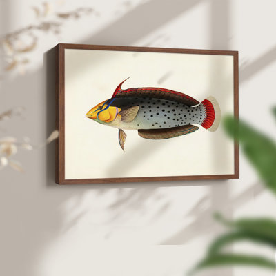 Tropical Fish Collection IV -Framed Print - Restickable