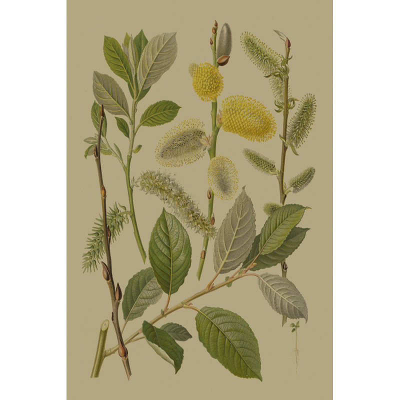 Forest Foliage II by Hempel - Wrapped Canvas Print, 91cm H x 61cm W