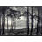Pineta of Calvi Corsica by M.C.Escher Gallery Wrapped Canvas-1159436977