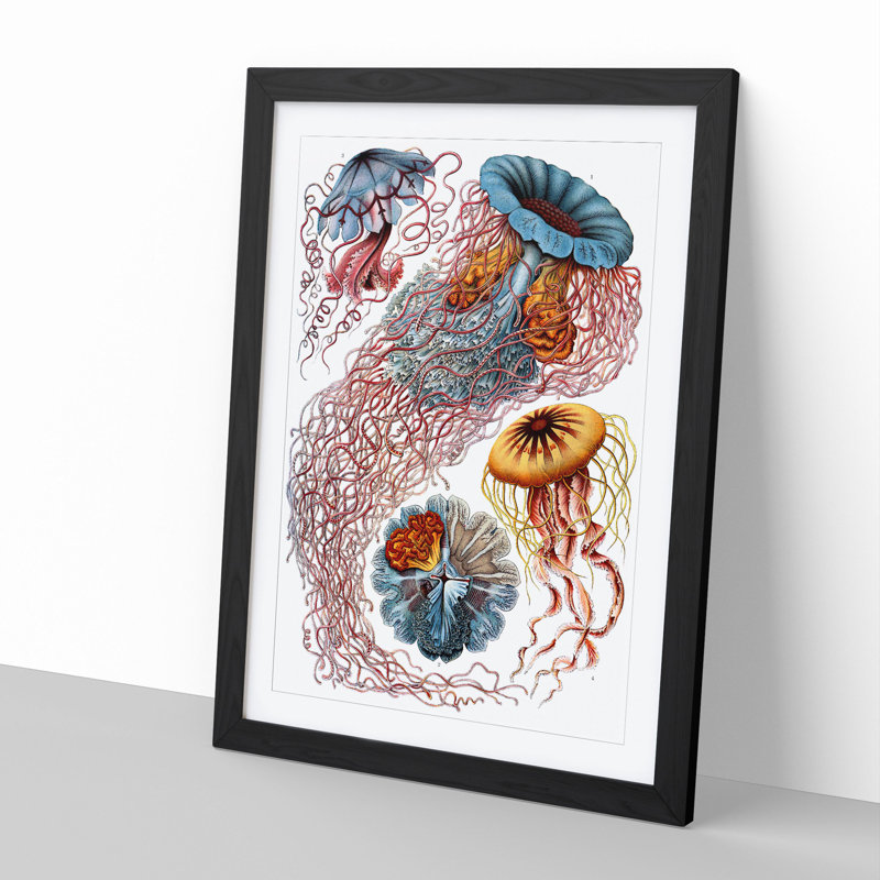 Jellyfish by Ernst Haeckel - Picture Frame Painting, 48cm H x 36cm W x 2cm D, Black