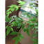 Faux plantes et arbres en plastique vert
