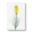 Yellow Asphodel Flowers by Pierre-Joseph Redoute - Wrapped Canvas-55320244