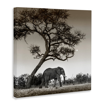 «Elephant & Curved Desert Tree», art mural par Danita Delimont