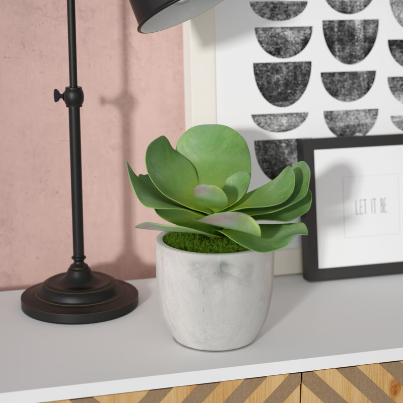 Plante succulent en pot de béton