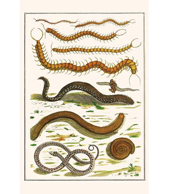 « lumineuse centipede géant centipede serpent » par albertus seba, impression