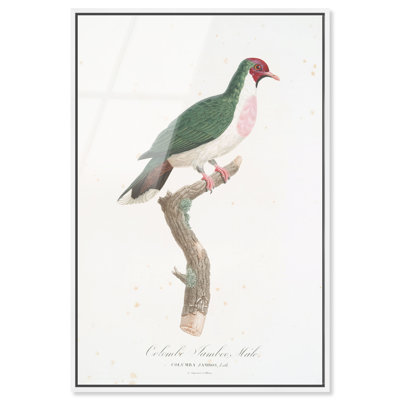 Jambu Fruit Dove, estampe acrylique encadrée, art animalier vintage par Art Remedy, cadre blanc, 36 x 54