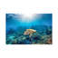 Reef Glider par Jordan Robins - reproduction d'art-56050054-56050457-56052652