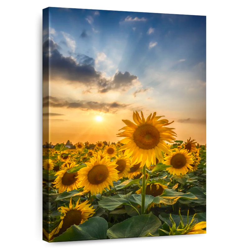 Harnek Sunset With Beautiful Sunflowers, 51" H x 34" W