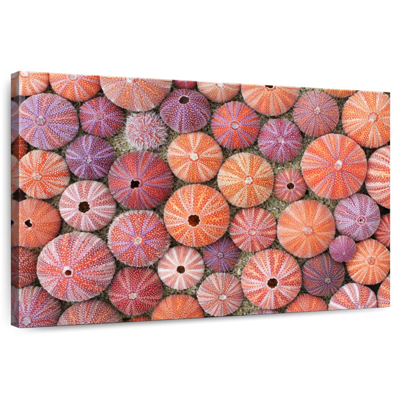 Oursins colorés séchés Brampt, H 34 po x l 51 po
