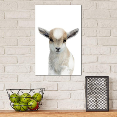 Tan & White Baby Goat - Wrapped Canvas Print