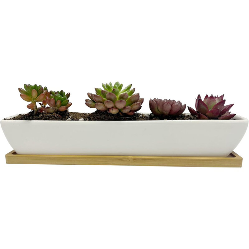 White Rectangular Long Succulent Planter Pot,11.1X2.36...