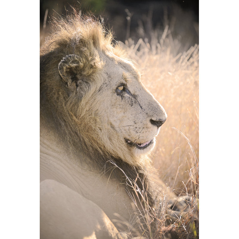 Old Lion by Sharon Vardy, 18" H x 12" W, Brown, Wrapped Canvas, Color Photography