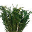 Tige d'herbe de Floride-1784212164