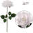 Roses Stem-35480675