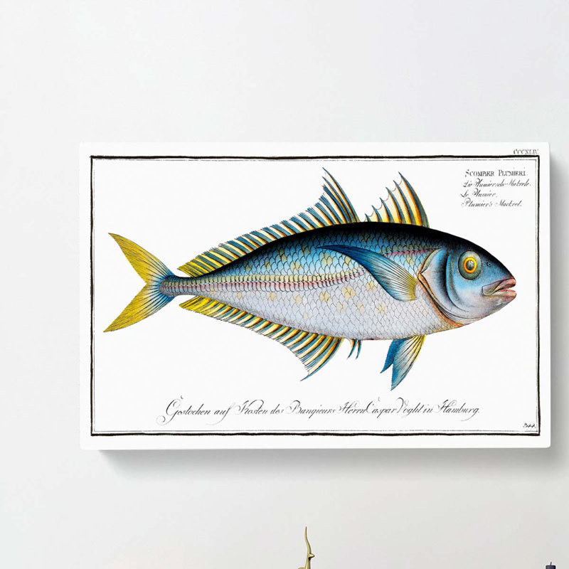 Plumiers Mackerel Fish - Wrapped Canvas, 35cm H x 50cm W x 3cm D
