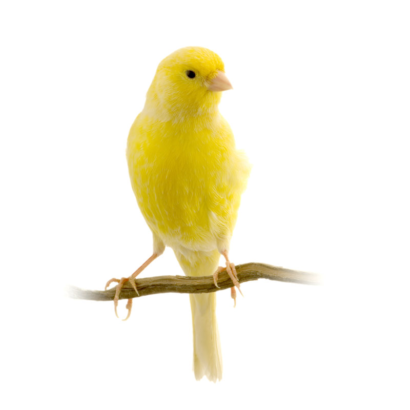 Canari jaune sur son perchoir sur toile par Globalp, L 12 po x H 12 po