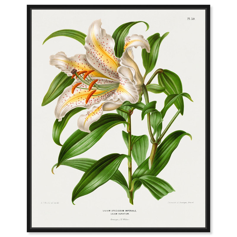 Toile Lilium Speccosum imperiale par Art Remedy, Noir, H 21 po x l 17 po, Cadre flottant