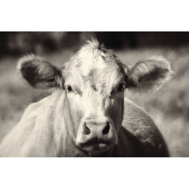 «Pasture Cow» par Debra Van Swearingen - photographie sur toile tendue, H 24 po x l 36 po x P 1,25 po