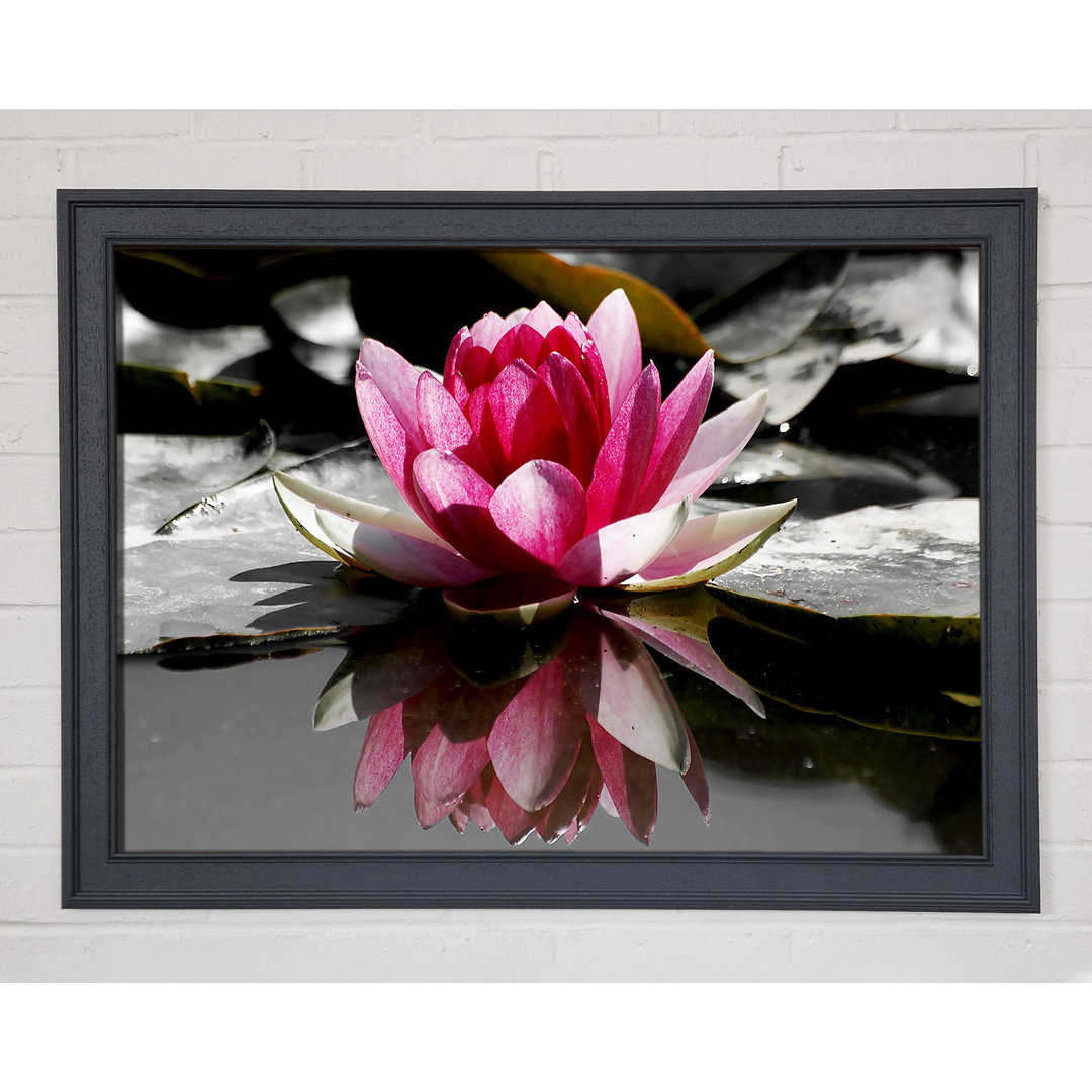 Pink Water Lily Reflections B N W - Einzelne Bilderrahmen Kunstdrucke