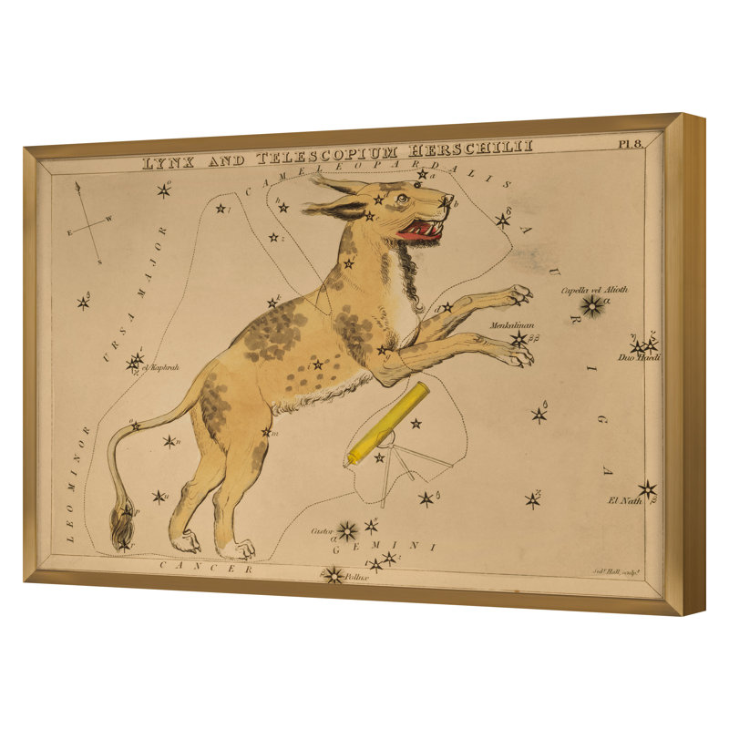 Lynx Framed Drawing Print, Gold Framed, 32" H x 45" W