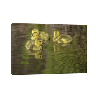 Goosling Swimming by Louis Ruth - Wrapped Canvas Print