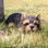 Animals Weather Resistant Water Resistant UV Resistant Polyresin Garden Statue