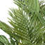 Plante de 49 po