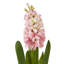 Hyacinth Stem-111171207