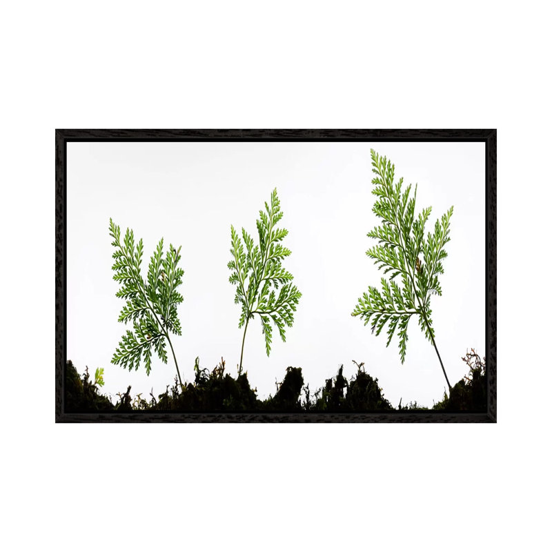 Fern Trio I by Stefan Hefele - Gallery-Wrapped Canvas Giclée on Canvas, Black Framed, 66.04 cm H x 45.72 cm W