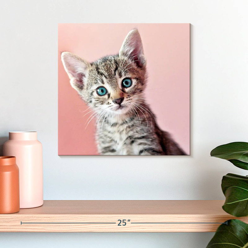Crowle Staring Cat, 16" H x 16" W