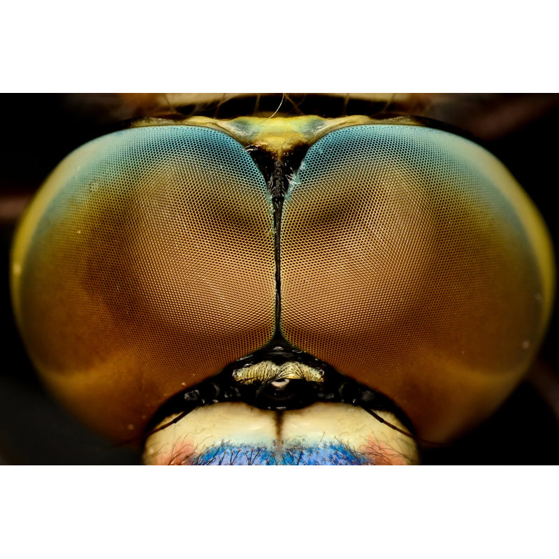 Lakely Closeup Of Dragonfly - Wrapped Canvas Print, 61cm H x 91cm W x 3.8cm D