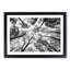 Vaulted Tree Branches - Picture Frame Painting Print-56734457-56734458