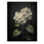 Charliegh, fleurs blanches et blanches d'hortensias sur bois-476424316