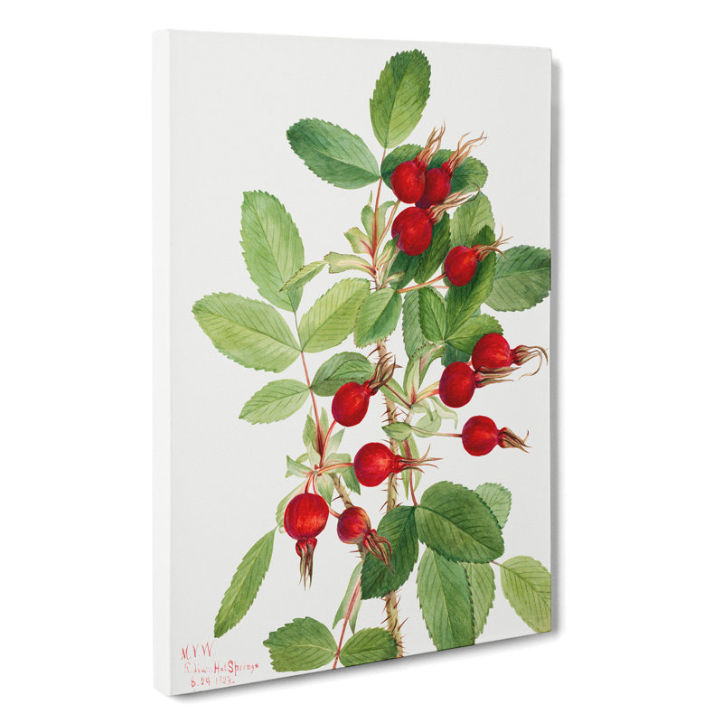 Bourgeau Rose Vol.2 by Mary Vaux Walcott - Wrapped Canvas, 60cm H x 40cm W x 3cm D
